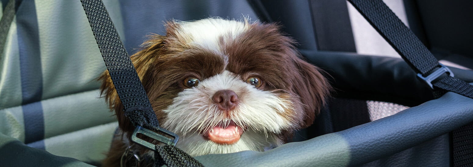 Small dog sitting inside dog car seat